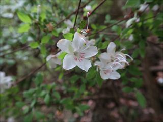 シロバナウンゼンツツジ